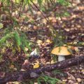 Foraging for Edible Mushrooms in the British Countryside: Identification, Safety, and Recipes