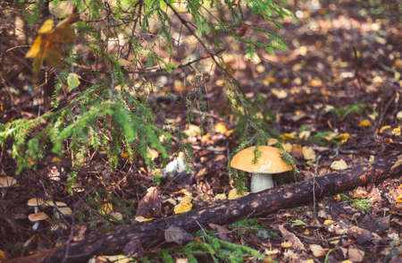 Foraging for Edible Mushrooms in the British Countryside: Identification, Safety, and Recipes