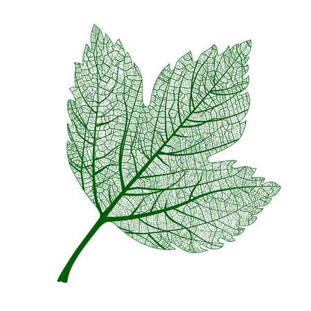 Wild Healing Plants of the UK: Treasures of Hedgerows and Fields