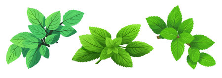 Identifying Common Edible Greens and Weeds