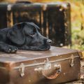 Camping Gear for Pets: Furniture and Storage Solutions for Dogs and Cats in the UK Outdoors