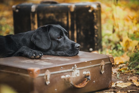 Camping Gear for Pets: Furniture and Storage Solutions for Dogs and Cats in the UK Outdoors
