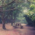 Botanical Foraging in Ancient British Woodlands: Ethics, Flora, and Conservation