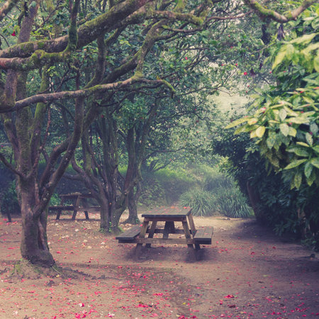 Botanical Foraging in Ancient British Woodlands: Ethics, Flora, and Conservation