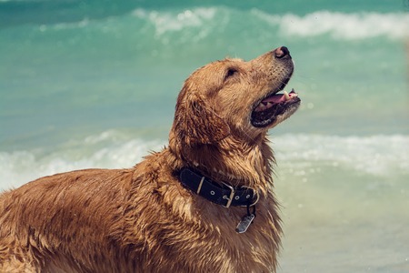 The Best Dog-Friendly Beaches and Family Campsites in Cornwall and Devon