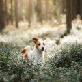 Dog Walking Trails and Family Adventures: Camping in the Scottish Highlands