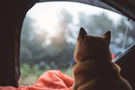 Dog-Friendly Ways to Keep Both You and Your Pooch Warm on British Camps