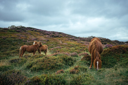 Wildlife Encounters: What to Do If You Meet Deer, Eagles, or Other Highland Animals