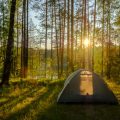 Wildlife Watching in the Rain: What You’ll See in Wet British Campsites