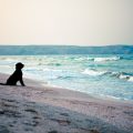 Cornwall’s Dog-Friendly Coastal Campsites: The Best Spots for You and Your Four-Legged Friends