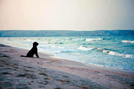 Cornwall’s Dog-Friendly Coastal Campsites: The Best Spots for You and Your Four-Legged Friends