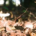 Mushroom Poisoning and First Aid in the British Outdoors