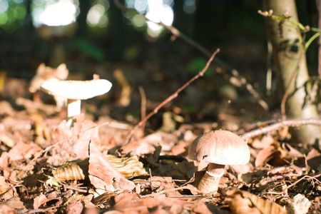Mushroom Poisoning and First Aid in the British Outdoors